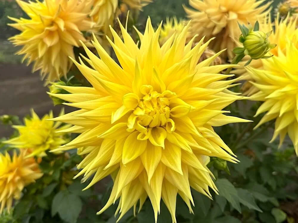 Giant (over 10 in) — Dahlias — Northwest Blooms
